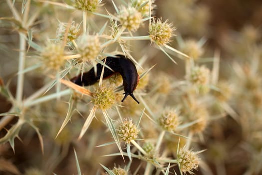 Snails without house on the bush
