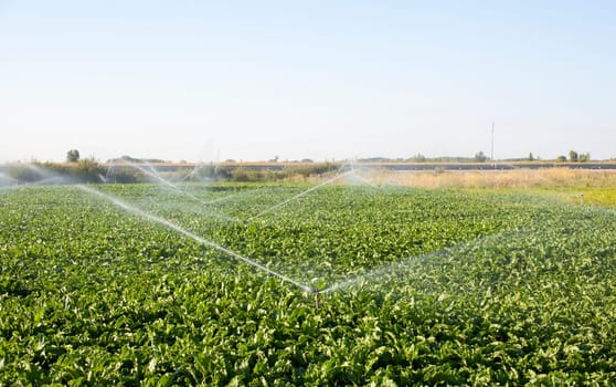 Sprinkler while Irrigating a field