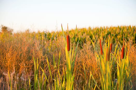 Cane thicket in the countryside