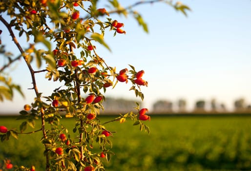 Rose hips from the bushes