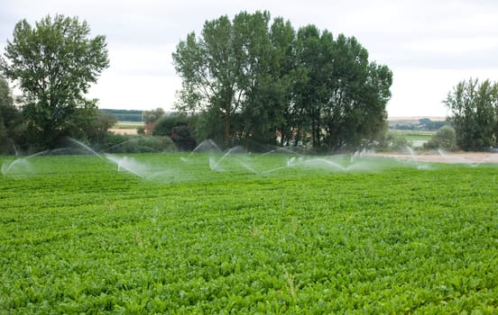 Sprinkler while Irrigating a field