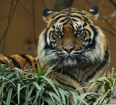 TigerPortrait