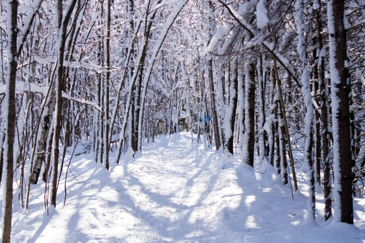winter Scene