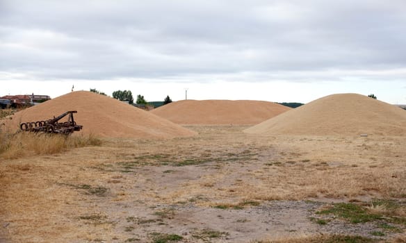 Wheat crop in spanish countryside
