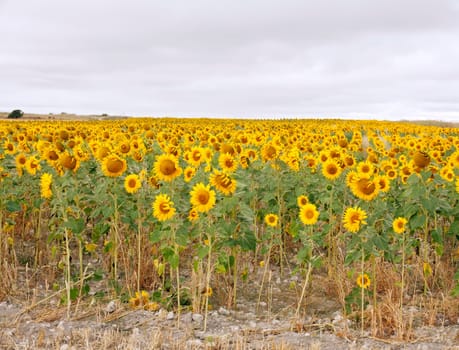 A lot of Sunflowers in spanish countryside