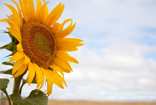 A lot of Sunflowers in spanish countryside