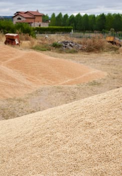 Wheat crop in spanish countryside