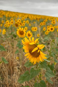 A lot of Sunflowers in spanish countryside