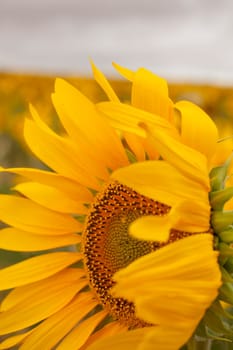 A lot of Sunflowers in spanish countryside