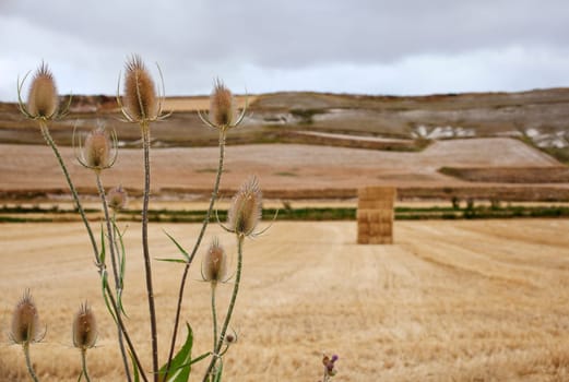 Bush in the spanish countryside