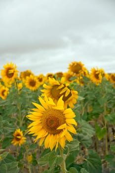 A lot of Sunflowers in spanish countryside