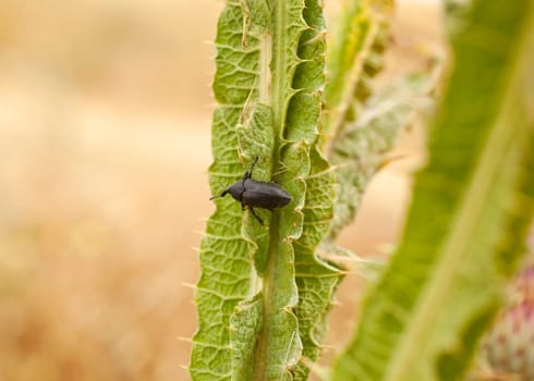 Insect on a leaf, Spanish countryside