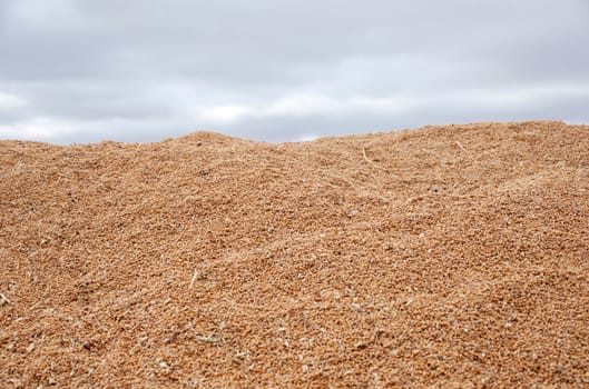Wheat crop in spanish countryside
