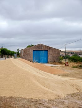 Wheat crop in spanish countryside