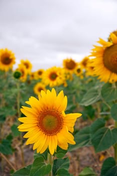 A lot of Sunflowers in spanish countryside