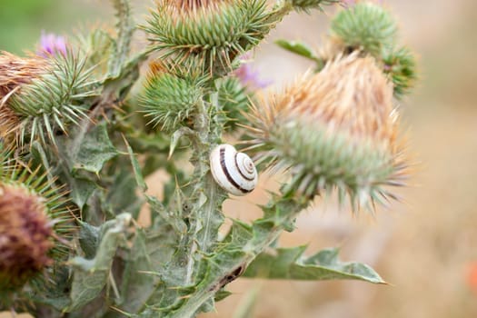 Snails on leaves in spanish countryside