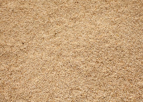 Wheat crop background, spanish countryside