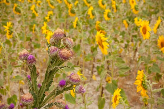 A lot of Sunflowers in spanish countryside