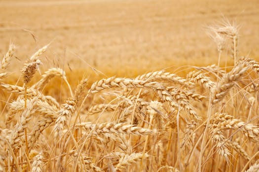 Ears of grain, spanish countryside