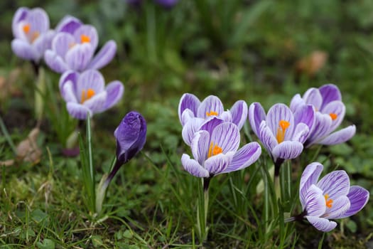 Details of a group of blossoming crocuses in spring