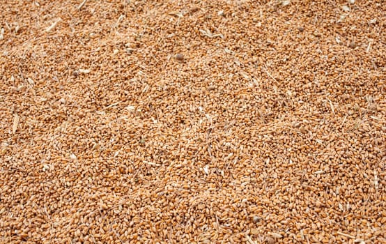Wheat crop background, spanish countryside