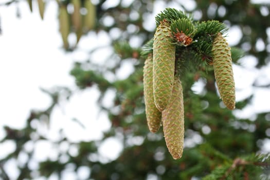 Pinecones on branch, spanish countryside