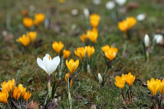 Details of a group of blossoming crocuses in spring