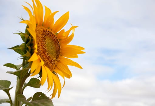 A lot of Sunflowers in spanish countryside