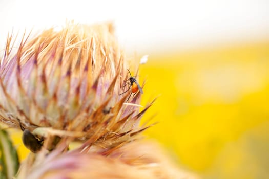 Insect on a leaf, Spanish countryside