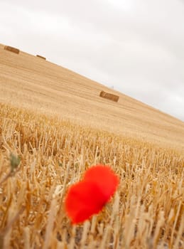 Poppy on a dried field, spanish countryside