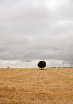 Bales of hay, spanish countryside