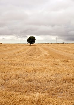 Bales of hay, spanish countryside