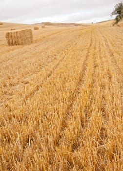 Bales of hay, spanish countryside