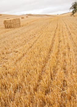 Bales of hay, spanish countryside