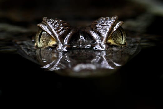 The Caiman (Caimaninae)
