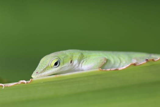 Red-throated anoles