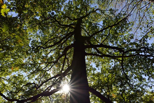 Rays of sunshine in the forest