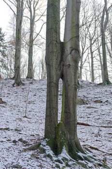 Tree twins