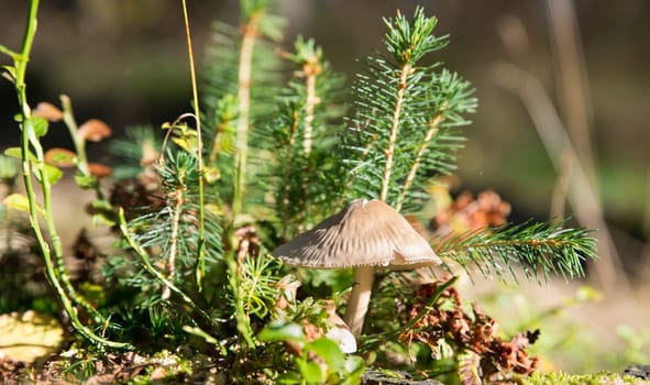 on the forest floor