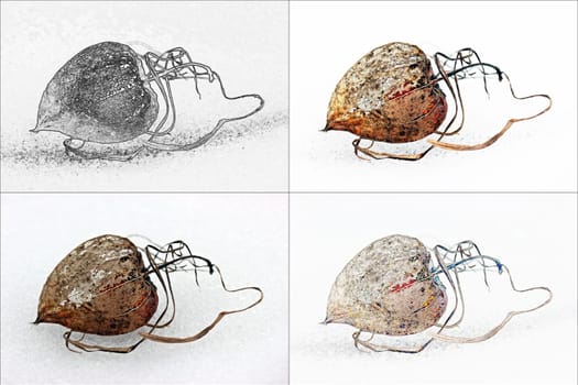 Fruit of the lantern flower in the snow,collage