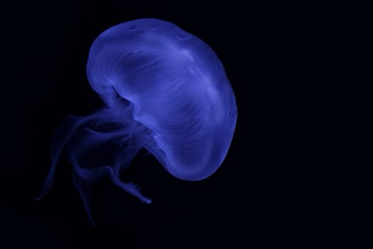 LIFE IN THE DEEP SEA