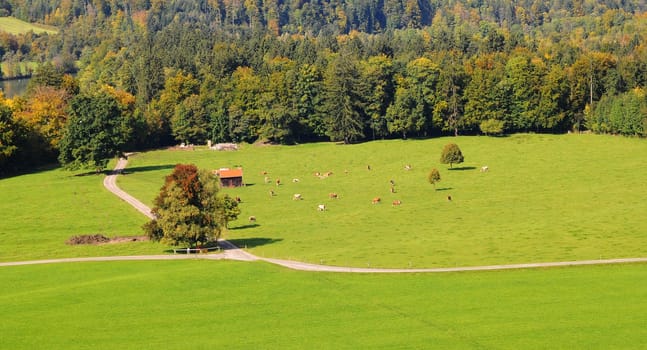 Meadow near Bad Tölz