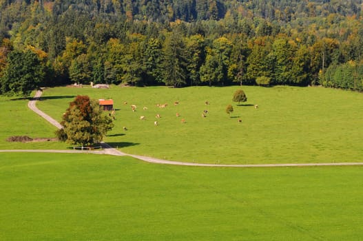 Meadow near Bad Tölz