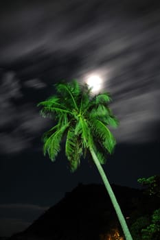 Palm tree at full moon
