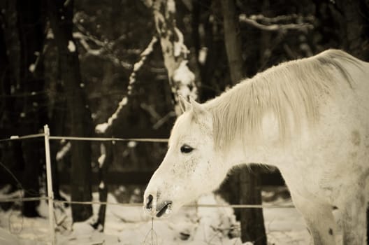Horse in the snow