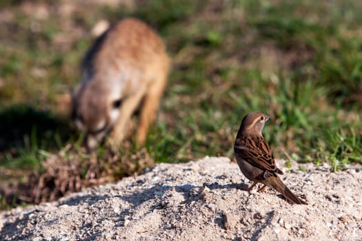 House Sparrow - Passer domesticus on sand look on suricatta in ZOO