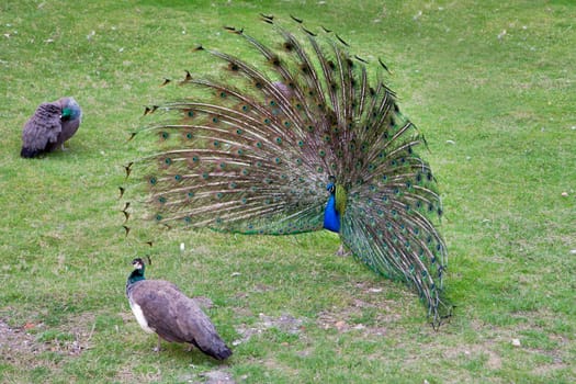 peacock with outstretched plumage with shows near peahen