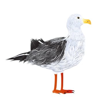 Illustration of a standing seagull