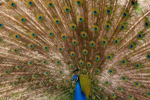 peacock with outstretched plumage