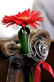 Gerbera red